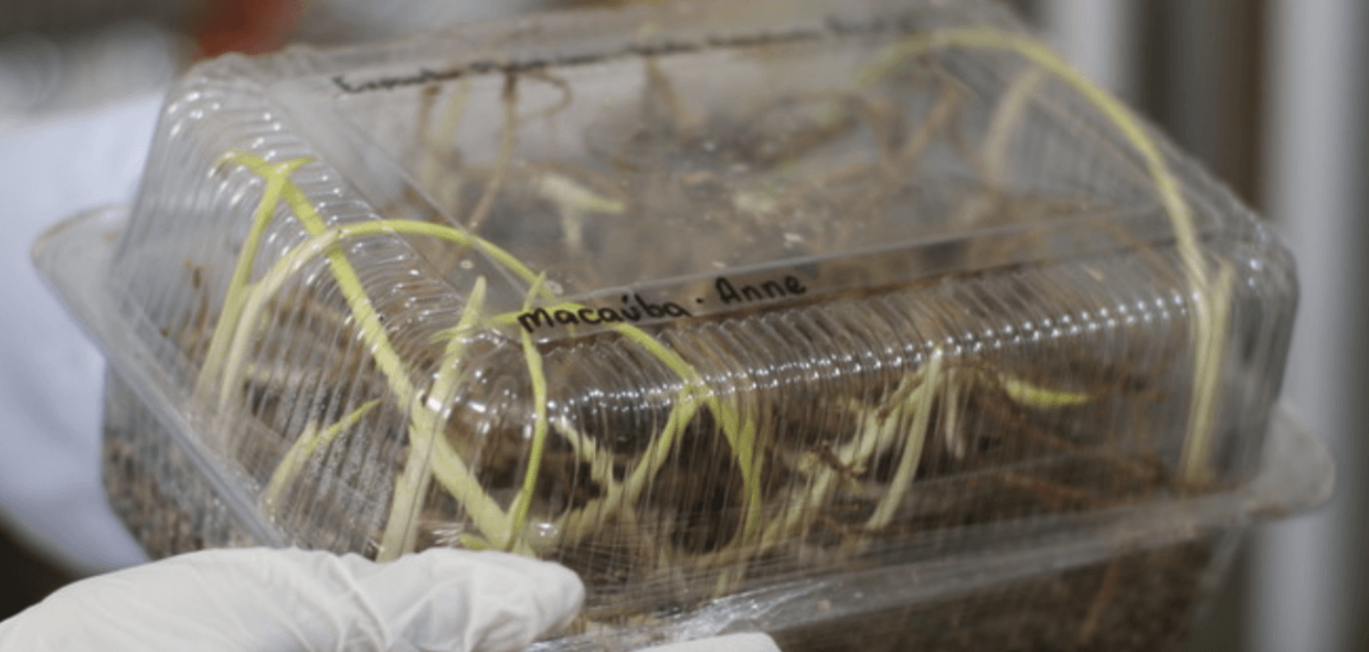 Tecnologia mineira põe a macaúba no mapa dos biocombustíveis para aviação