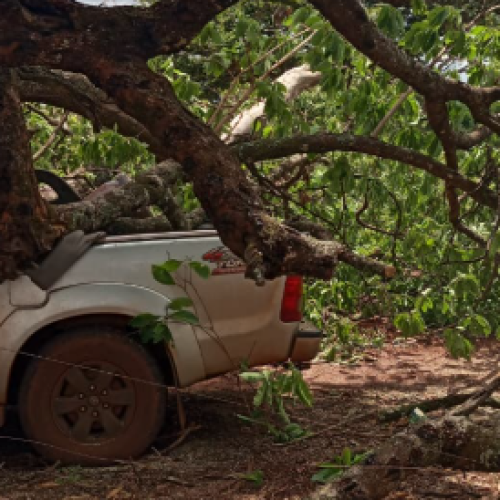 Árvore cai sobre veículo na zona rural de Capinópolis; motorista não se fere