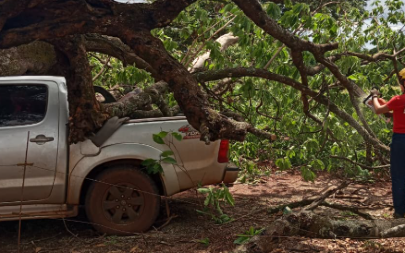Árvore cai sobre veículo na zona rural de Capinópolis; motorista não se fere
