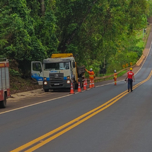 Bombeiros e Ecovias removem árvore com risco de queda na BR-365