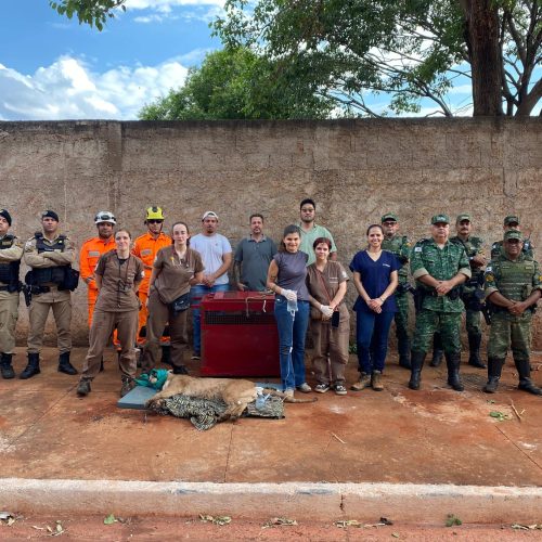 Bombeiros e equipe da UFU capturam onça-parda em área residencial de Chaveslândia