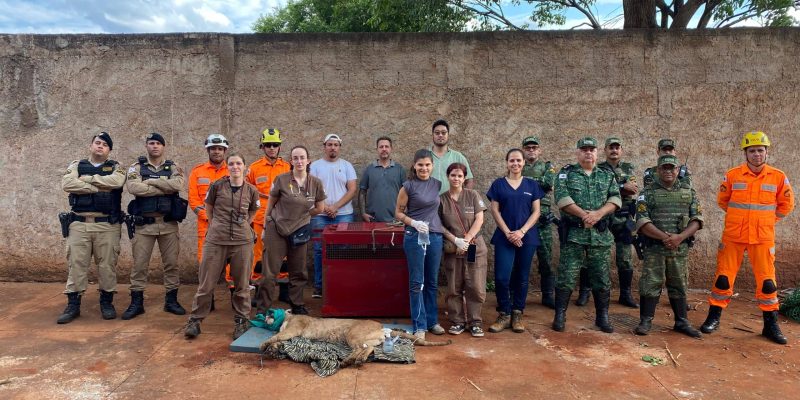 Bombeiros e equipe da UFU capturam onça-parda em área residencial de Chaveslândia