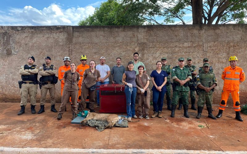 Bombeiros e equipe da UFU capturam onça-parda em área residencial de Chaveslândia