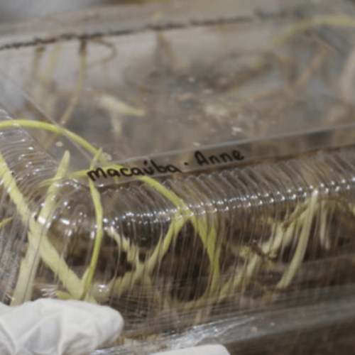 Tecnologia mineira põe a macaúba no mapa dos biocombustíveis para aviação