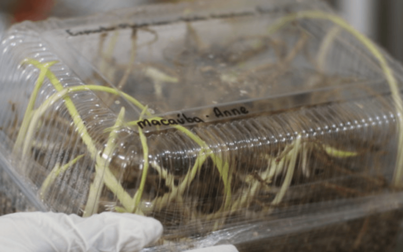 Tecnologia mineira põe a macaúba no mapa dos biocombustíveis para aviação