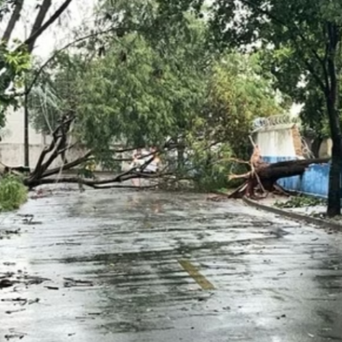 Temporal em Uberaba causa quedas de árvores, alagamentos e falta de energia