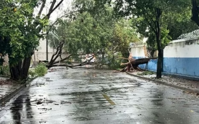 Temporal em Uberaba causa quedas de árvores, alagamentos e falta de energia