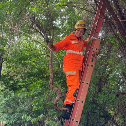 Bombeiros resgatam jiboia em árvore no município de Capinópolis