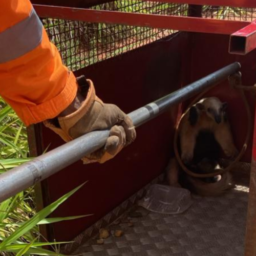 Bombeiros de Ituiutaba resgatam tamanduá-mirim encontrado dentro de residência em Gurinhatã