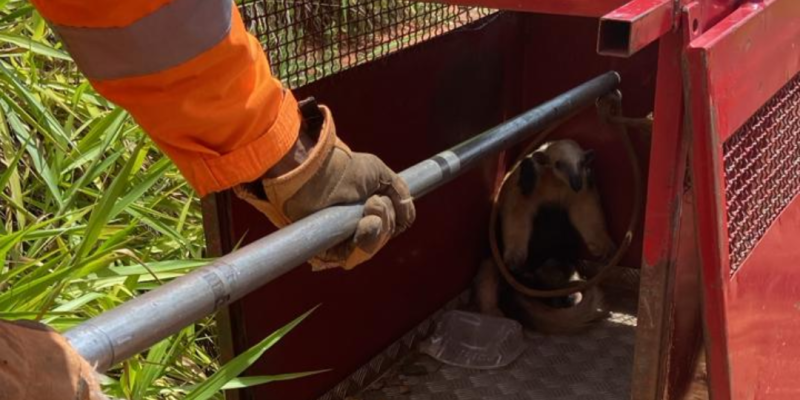 Bombeiros de Ituiutaba resgatam tamanduá-mirim encontrado dentro de residência em Gurinhatã