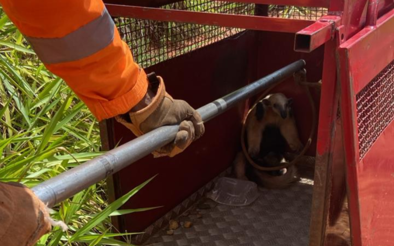 Bombeiros de Ituiutaba resgatam tamanduá-mirim encontrado dentro de residência em Gurinhatã