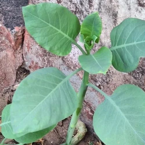 Falsa “couve”: intoxicação grave deixa mulher com piora e homem sai de coma em Minas Gerais