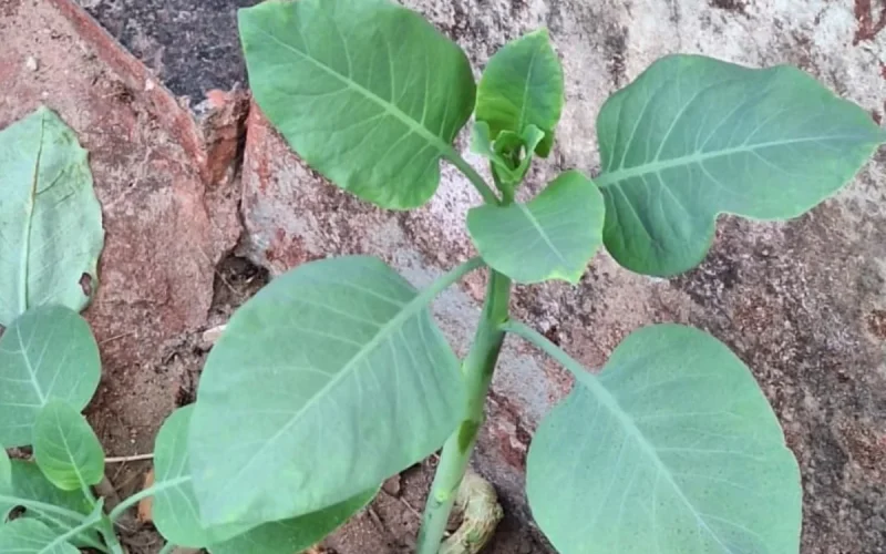 Falsa “couve”: intoxicação grave deixa mulher com piora e homem sai de coma em Minas Gerais