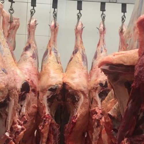 Quadrilha que furtava gado em fazendas mineiras e enviava pra São Paulo é descoberta